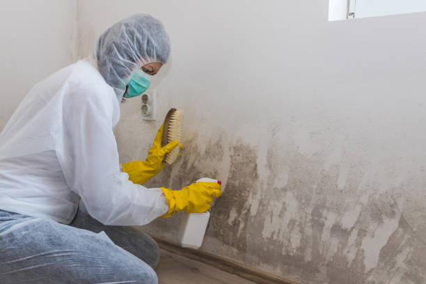 Mold Documentation for Insurance Claims in Central Islip, NY