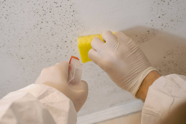 Best HVAC Mold Inspection and Cleaning  in Central Islip, NY