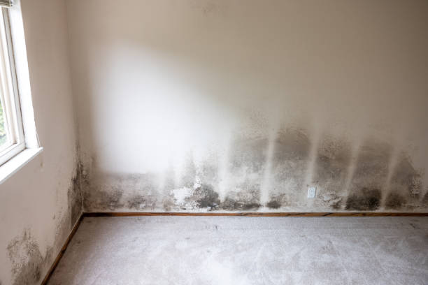 Best Attic Mold Removal  in Central Islip, NY