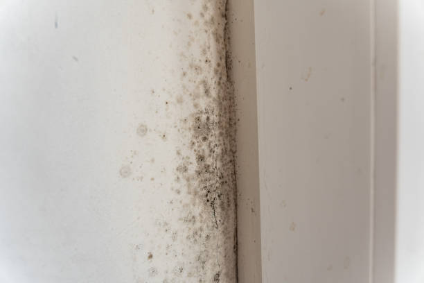 Professional Mold Removal in Central Islip, NY